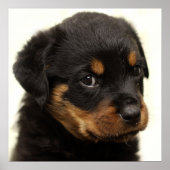 Niedlicher Rottweiler Poster (Vorne)