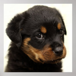 Niedlicher Rottweiler Poster