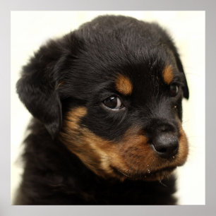 Niedlicher Rottweiler Poster