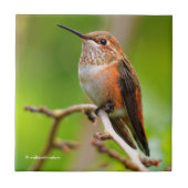 Niedlicher Rufous Hummingbird auf dem Zweig Pflaum Fliese (Vorderseite)