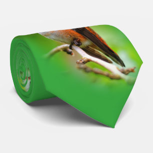 Niedlicher Rufous Hummingbird auf dem Zweig Pflaum Krawatte