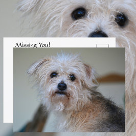 Niedlicher Sad Scruffy Welpe Vermisst Sie fotograf Postkarte
