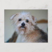 Niedlicher Sad Scruffy Welpe Vermisst Sie fotograf Postkarte (Vorderseite)