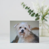 Niedlicher Sad Scruffy Welpe Vermisst Sie fotograf Postkarte (Stehend Vorderseite)