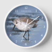 Niedlicher Sanderling Shorebird beim Wandern am Wi Uhr (Vorderseite)