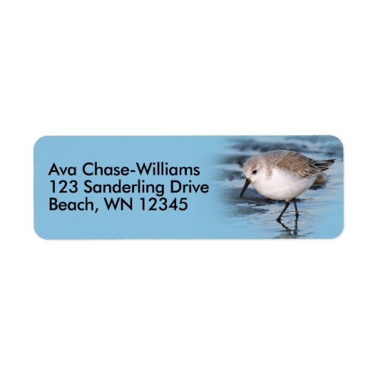 Niedlicher Sanderling Shorebird Sandpiper am Ufer (Vorne)