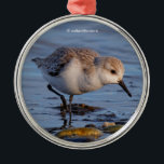 Niedlicher Sandpiper Wandern am Winter Beach Ornament Aus Metall<br><div class="desc">Veranderlings sind winzige — und überraschenderweise ziemlich leicht zu erreichende — Zugvögel, die sich in den kältesten Wintermonaten an den Stränden von Vancouver leicht finden lassen. Dieser spazierte ziemlich gemütlich am Ufer. Fotografiert an einem sehr sonnigen und geschäftigen Winternachmittag im Boundary Bay Regional Park. Basierend auf der Originalfotografie von W.H....</div>