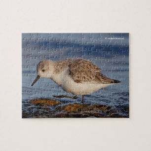 Niedlicher Sandpiper Wandern am Winter Beach Puzzle