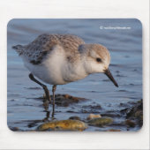 Niedlicher Sandpiper Wandern am Winterstrand Mousepad (Vorne)