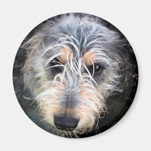 Niedlicher Schädelhund Magnet (Vorne)