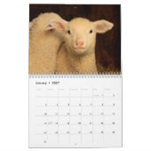 Niedlicher Schafkalender Kalender (Jan 2027)