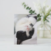 Niedlicher Schlaf Postkarte (Stehend Vorderseite)