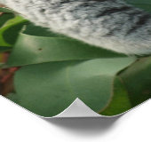 Niedlicher schlafender Koala-Bär Poster (Ecke)