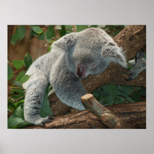 Niedlicher schlafender Koala-Bär Poster