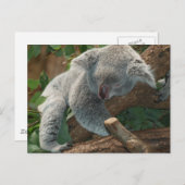 Niedlicher schlafender Koala-Bär Postkarte (Vorne/Hinten)