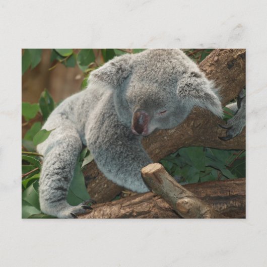 Niedlicher schlafender Koala-Bär Postkarte (Vorderseite)
