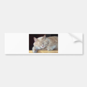 NIEDLICHER SCHLÄFRIGER CAT AUTOAUFKLEBER