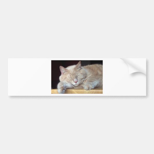 NIEDLICHER SCHLÄFRIGER CAT AUTOAUFKLEBER (Vorne)