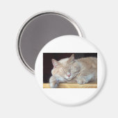 NIEDLICHER SCHLÄFRIGER CAT MAGNET (Vorderseite/Rückseite)