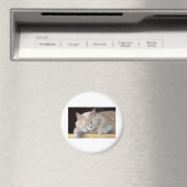 NIEDLICHER SCHLÄFRIGER CAT MAGNET (In Situ (Geschirrspüler))