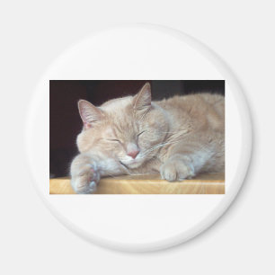 NIEDLICHER SCHLÄFRIGER CAT MAGNET