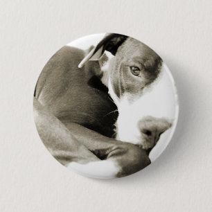 niedlicher, schläfriger Grubenbulling Button