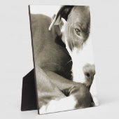 niedlicher, schläfriger Grubenbulling Fotoplatte (Seite)