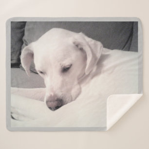 Niedlicher Schläfrigkeit Weißer Labrador Mix Hund Sherpadecke
