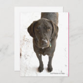 Niedlicher Schneeflocken Schokolade Labrador Postkarte (Vorne/Hinten)