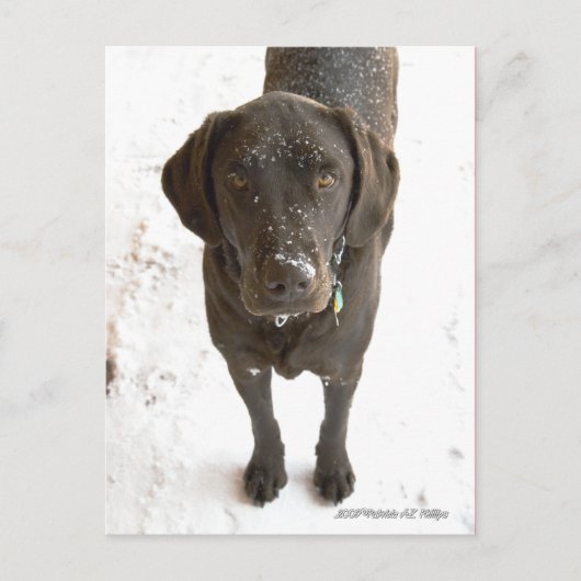 Niedlicher Schneeflocken Schokolade Labrador Postkarte (Vorderseite)