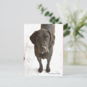 Niedlicher Schneeflocken Schokolade Labrador Postkarte (Stehend Vorderseite)