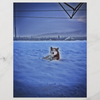 niedlicher Schneehund