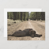 Niedlicher Schokolade-Labrador auf einem Waldweg Postkarte (Vorne/Hinten)