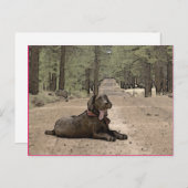 Niedlicher Schokolade-Labrador auf einem Waldweg Postkarte (Vorne/Hinten)
