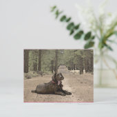 Niedlicher Schokolade-Labrador auf einem Waldweg Postkarte (Stehend Vorderseite)