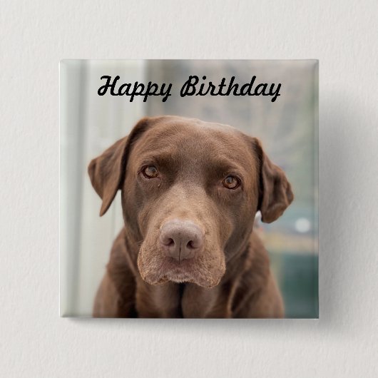 niedlicher Schokolade Labrador Happy Birthday Button (Vorderseite)