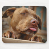 Niedlicher Schokolade Labrador Pit Mix Dog Mousepad (Vorne)