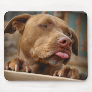 Niedlicher Schokolade Labrador Pit Mix Dog Mousepad