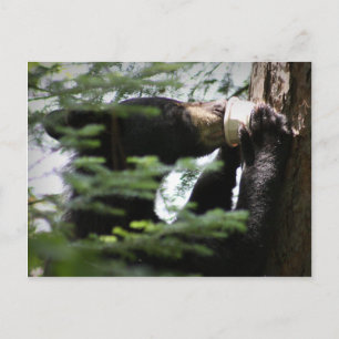 Niedlicher Schwarzbärenkuppel aus dem Cup Postkarte