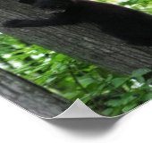 Niedlicher Schwarzer Bär Klettern auf dem Baum im  Poster (Ecke)