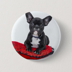 Niedlicher schwarzer BULLDOG-Puppy individuell anp Button