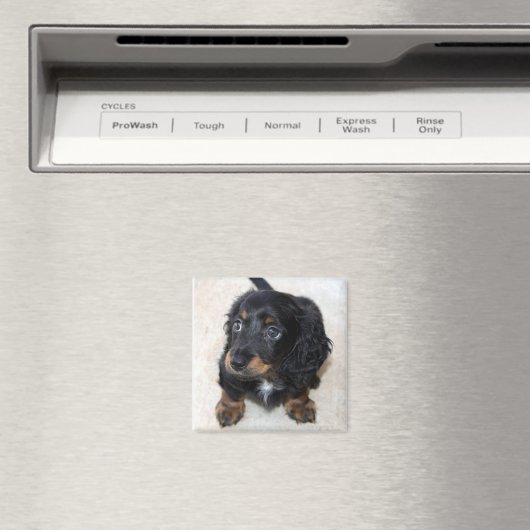 Niedlicher schwarzer Dackel Welpenhund Magnet (In Situ (Geschirrspüler))