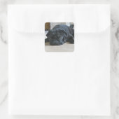 Niedlicher Schwarzer Mops-Foto-Sticker Quadratischer Aufkleber (Tasche)