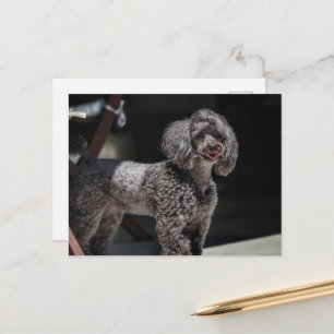 Niedlicher schwarzer Poodle Hund Kopf Lächeln Postkarte