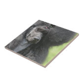 Niedlicher schwarzer Pudel Fliese (Seite)