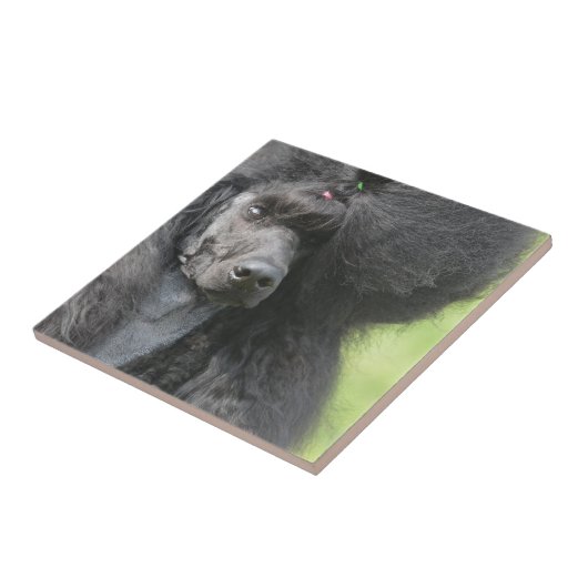 Niedlicher schwarzer Pudel Fliese (Seite)