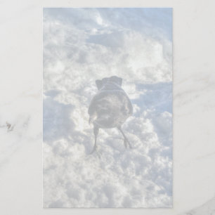 Niedlicher Schwarzer Rabe im Schnee-Foto Briefpapier