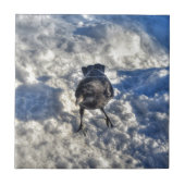 Niedlicher Schwarzer Rabe im Schnee-Foto Fliese (Vorderseite)