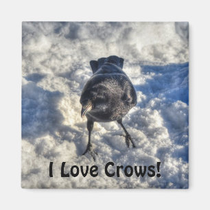 Niedlicher Schwarzer Rabe im Schnee-Foto Magnet