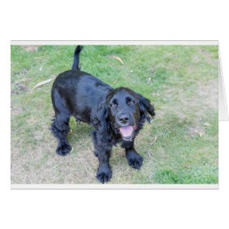 Niedlicher Schwarzer Welpe